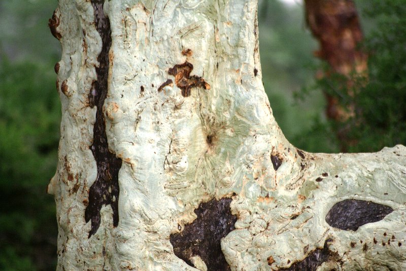 Pic (220).JPG - Feever Tree                     